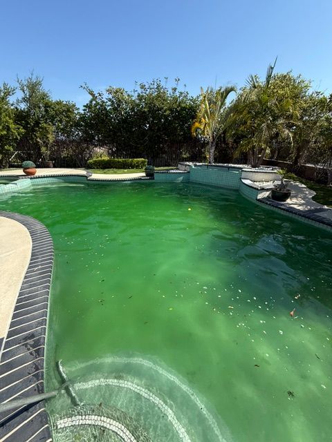 Backyard swimming pool with green water, curved stone edge, and surrounding trees under bright sun