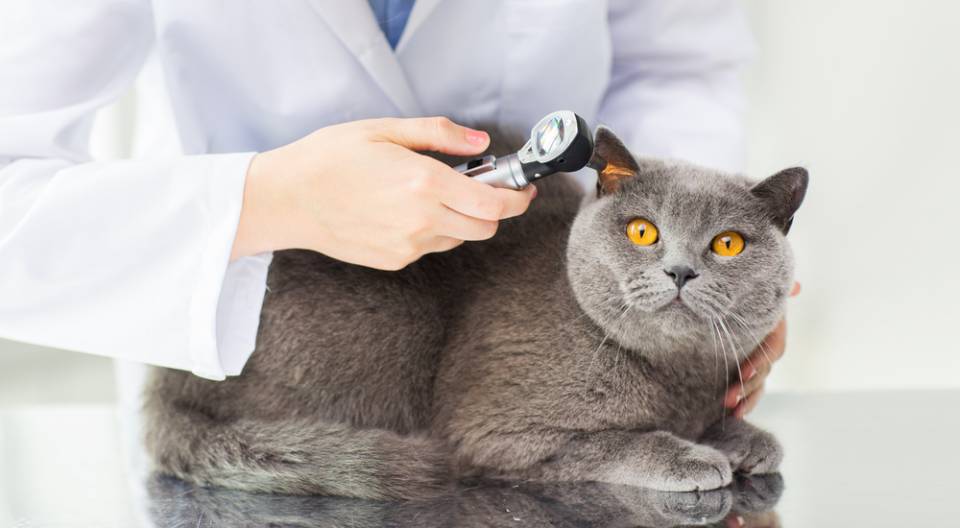 Diagnosi  gatto