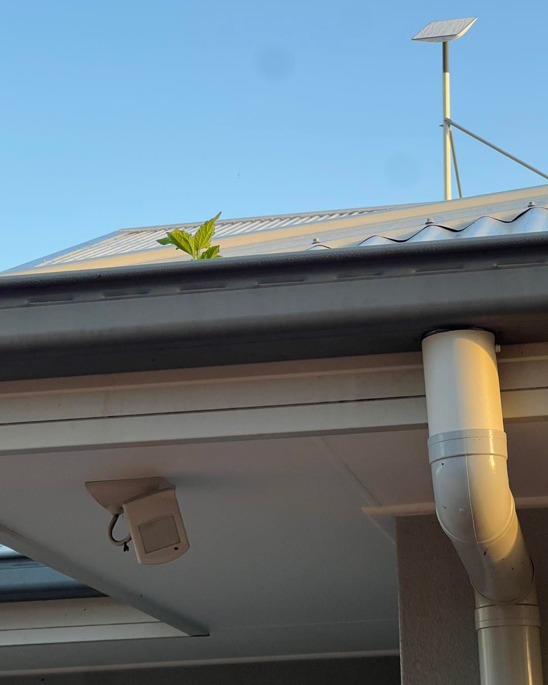 Plant On The Gutter