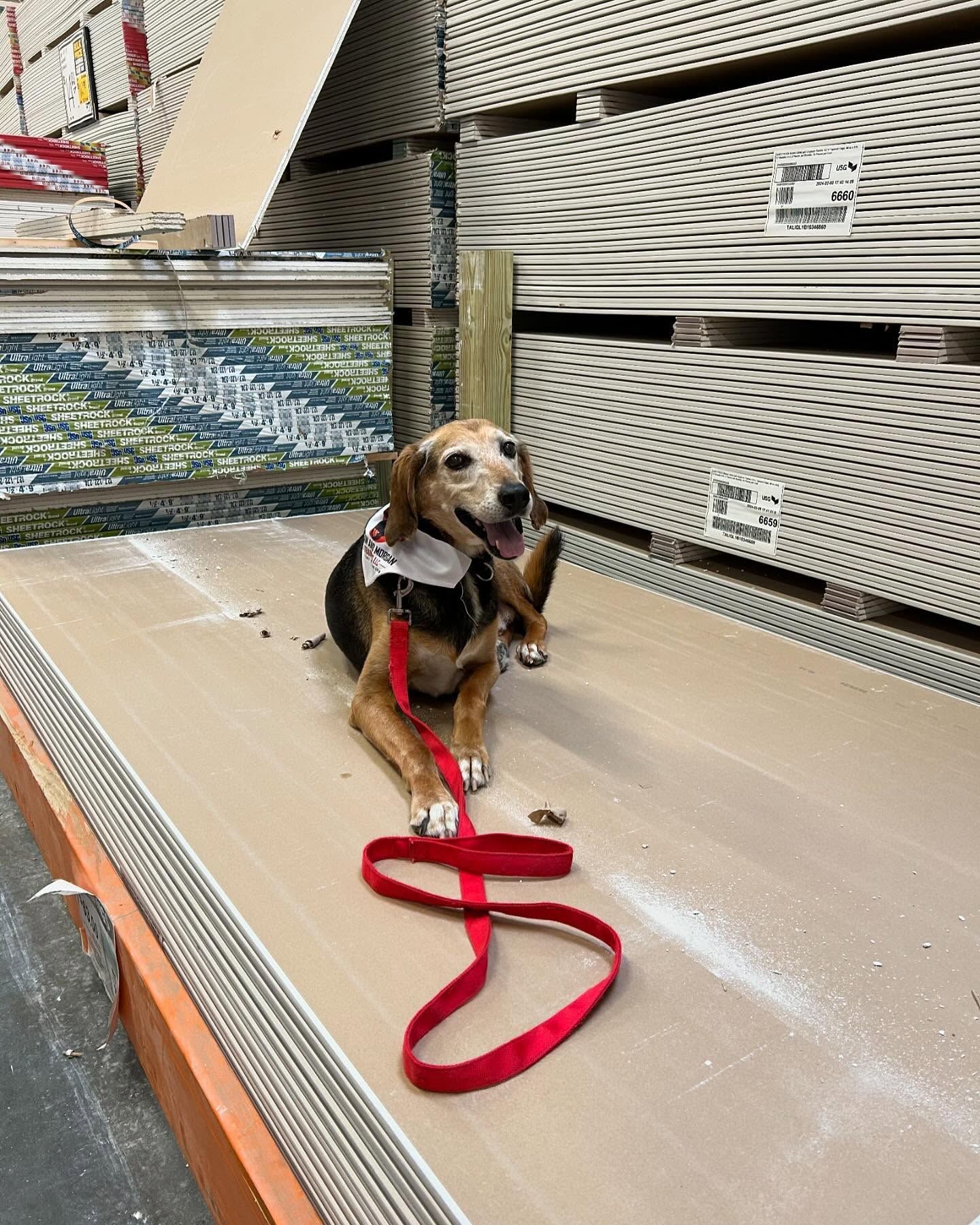Senior dog working on Place in the loud lumber section of Lowe's in Knightdale, NC, practicing obedience in a challenging, noisy environment. Dog training in Knightdale helps dogs of all ages improve focus, stability, and good behavior around distractions like noise and crowds in public places.