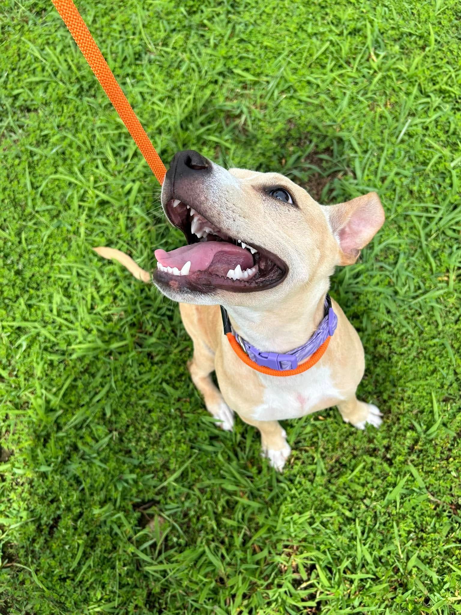 Dog learning Sit and Sit stability at the beginning of a training session in Wendell, NC. Dog training in Wendell focuses on building strong foundational obedience skills like Sit and Sit stability to improve focus and behavior from the start.