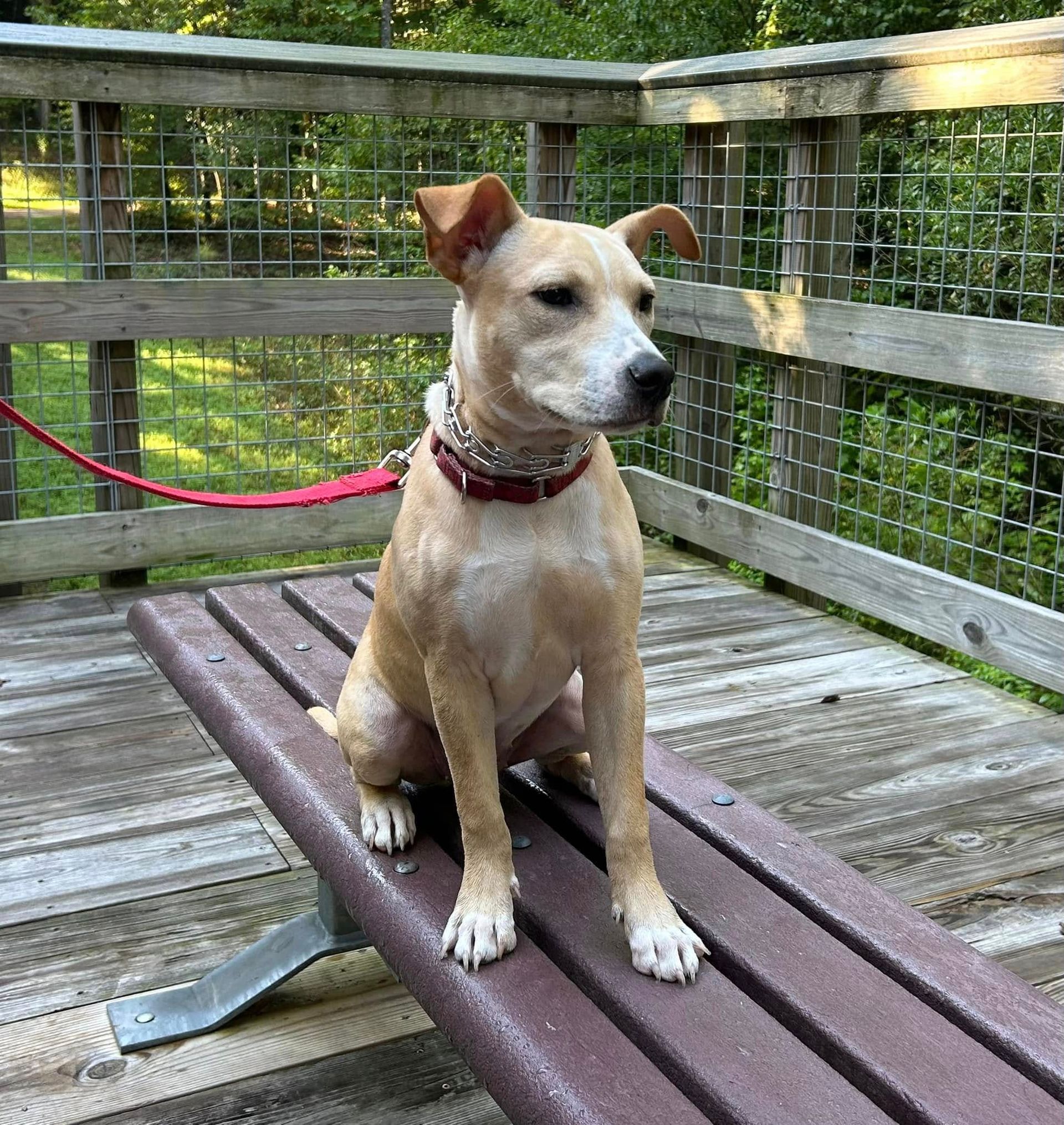 Dog Placing on a bench during a trail hike at Turnipseed Nature Preserve, practicing obedience in a natural outdoor setting. Dog training at Turnipseed Nature Preserve helps dogs improve focus, stability, and behavior while navigating distractions on scenic hikes.
