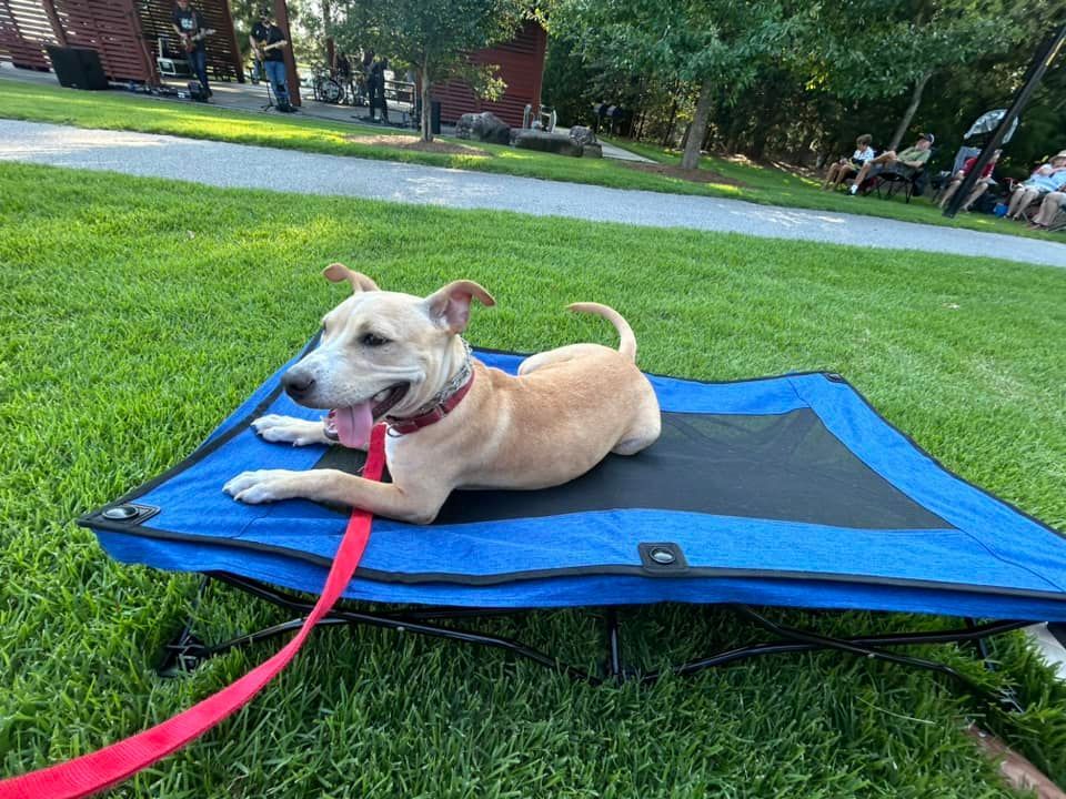 Dog working on Place stability at a local outdoor music event in Wendell Falls, NC, practicing obedience in a busy, distraction-filled environment. Dog training in Wendell Falls helps dogs maintain focus and calmness around music, crowds, and other distractions in public settings.