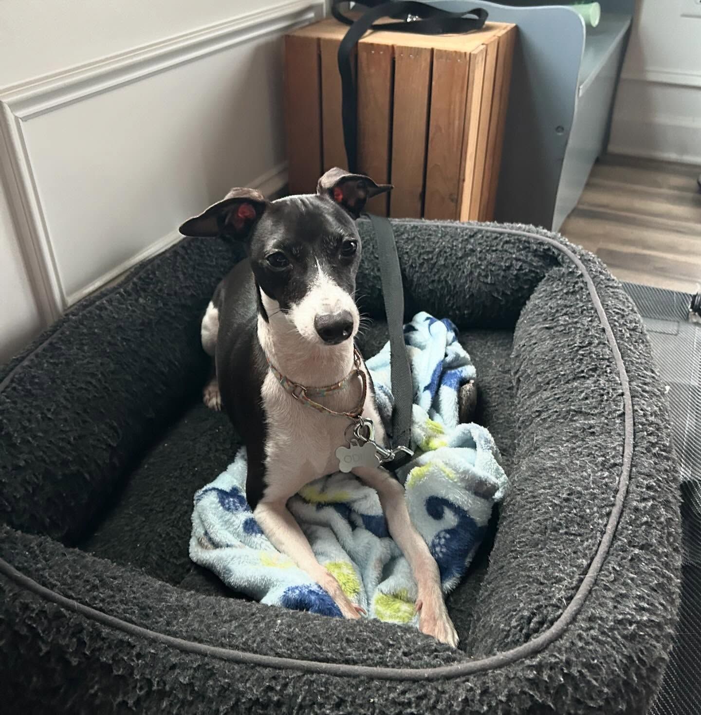 Dog practicing Place on their dog bed in Wendell, NC, working on relaxation and calmness during a training session. Dog training in Wendell helps dogs build focus, relaxation, and self-control, reinforcing good behavior while resting in familiar settings.