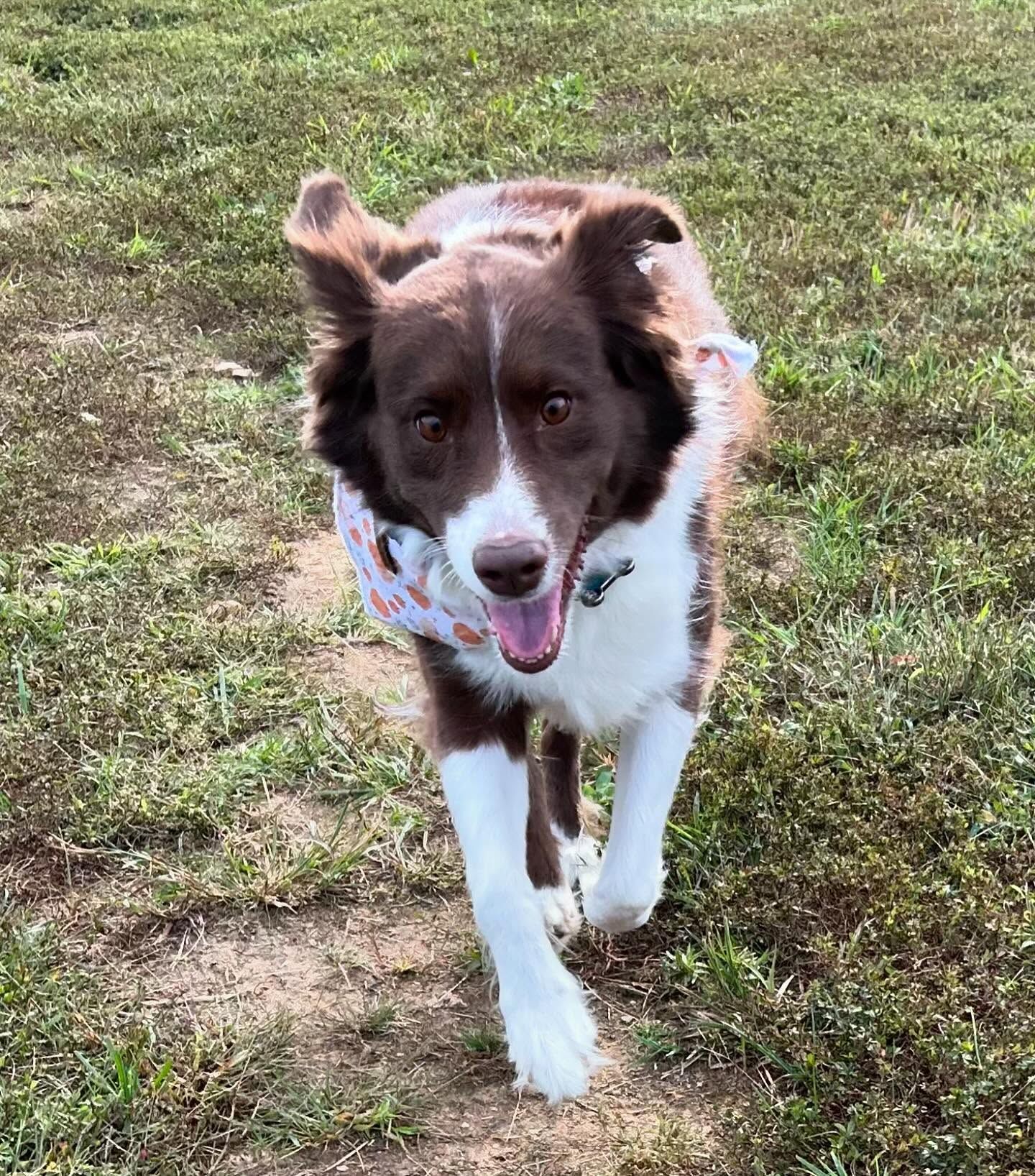 Dog back for boarding in Wendell, NC, refreshing her off-leash recall during a training session. Dog training in Wendell helps dogs maintain strong recall skills and reliable obedience, ensuring they respond even in off-leash environments during their boarding stay.