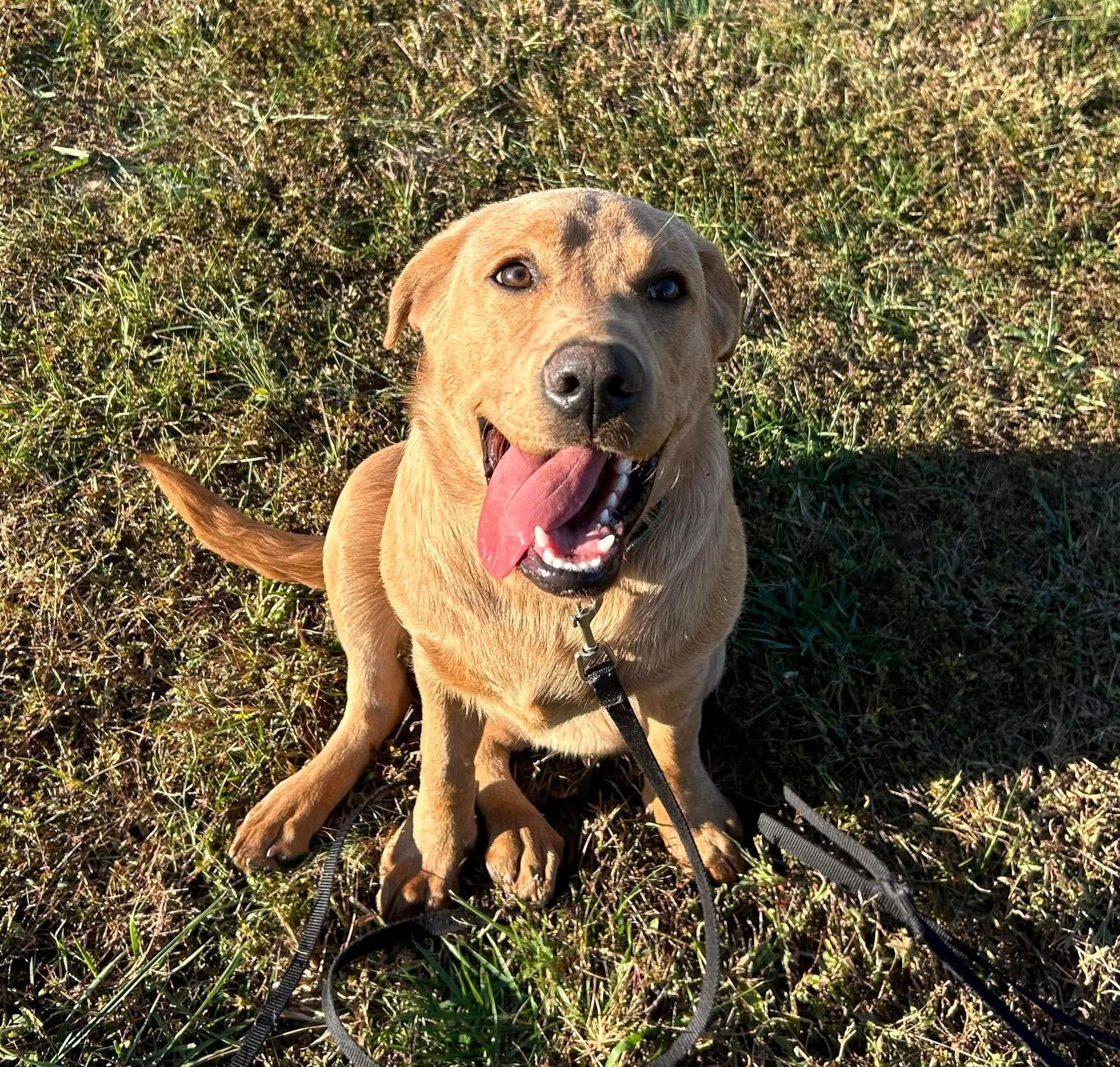 Dog working on Sit stability with added distance during a training session in Wendell, NC, increasing the difficulty of the command. Dog training in Wendell focuses on building strong obedience and focus by challenging dogs with more complex tasks like extended distance Sit stability.