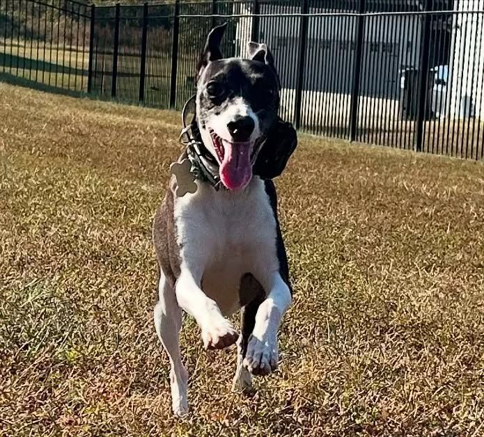 Dog working on Off-Leash Recall during a training session in Wendell, NC, reinforcing obedience and responsiveness without a leash. Dog training in Wendell focuses on improving off-leash skills, ensuring dogs recall reliably in outdoor environments and real-world situations.
