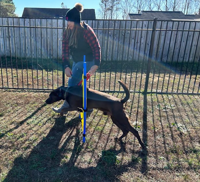 Dog trainer using agility equipment to build confidence in a dog during training session in Wendell, NC. Professional dog training in Wendell focuses on boosting confidence, agility, and obedience through fun and engaging exercises.