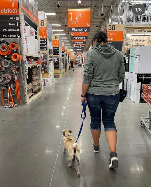 Trainer working with a dog on Heel at Home Depot in Knightdale, NC, practicing obedience in a busy retail environment. Dog training in Knightdale focuses on improving leash manners, focus, and control around distractions like crowds and shopping aisles.