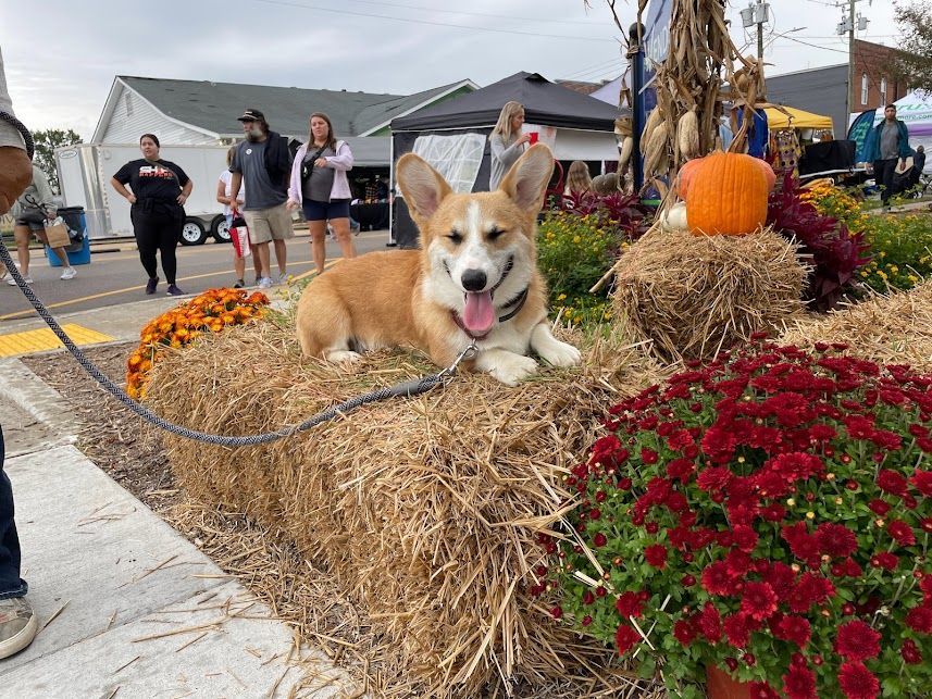 Dog practicing Down Stability on a hay bale at a busy harvest festival in Wendell, NC, reinforcing obedience in a high-distraction environment. Dog training in Wendell helps dogs stay calm and focused during public events, like harvest festivals, with noise, crowds, and other distractions.