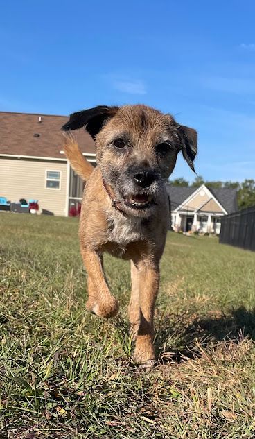 Dog back for boarding in Wendell, NC, refreshing his off-leash recall and other commands during a training session. Dog training in Wendell helps dogs maintain strong obedience skills like recall, Sit, and Stay, ensuring reliable responses in both on-leash and off-leash situations.