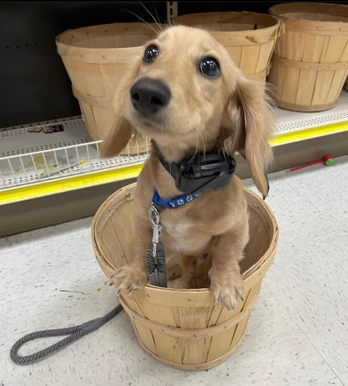 Dog placing in a basket at Michael's store in Knightdale, NC, working on commands in a public setting. Dog training in Knightdale focuses on improving obedience and focus around distractions in real-world environments.
