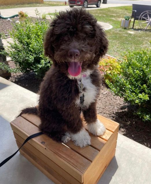 Dog learning Place and practicing on different objects like wooden crates during a training session in Wendell, NC. Dog training in Wendell helps improve stability, confidence, and body management, teaching dogs to maintain focus and control on various surfaces.