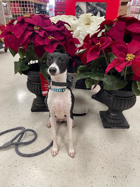 Dog practicing Sit Stability in front of flowers at Michael's in Knightdale, NC, working on obedience in a busy retail environment. Dog training in Knightdale helps dogs build focus and stability, reinforcing commands like Sit in public spaces with distractions.