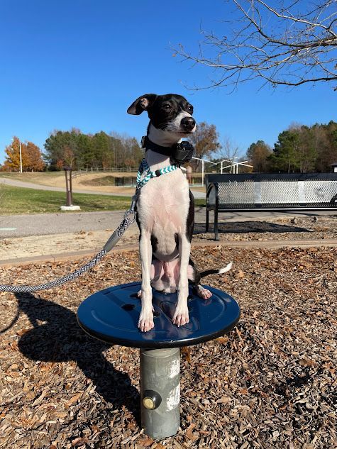 Dog practicing Place at a local playground in Knightdale, NC, with distractions like kids playing nearby. Dog training in Knightdale helps dogs strengthen their focus and stability, reinforcing obedience in public settings with real-world distractions.