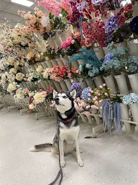 Dog working on Sit stability in front of flowers at Michael's in Knightdale, NC, practicing obedience in a busy retail environment. Dog training in Knightdale helps dogs strengthen focus and control, ensuring reliable behavior in public places with distractions like shopping aisles and crowds.