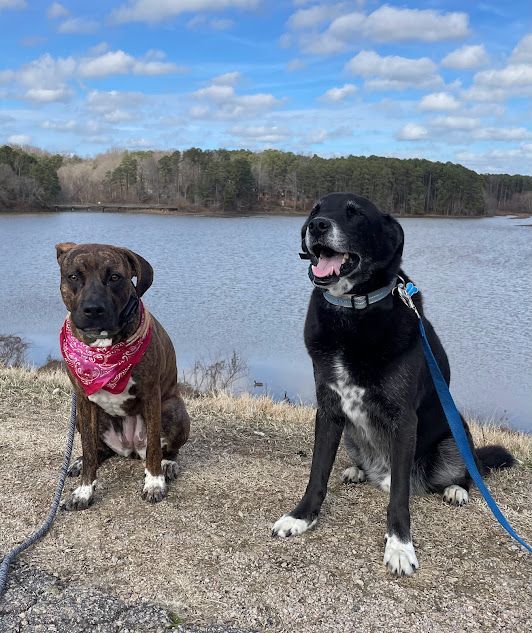 Two dogs working on commands like Heel, Sit, and Place at Shelly Lake in Raleigh, NC, focusing on obedience while navigating distractions in a scenic outdoor environment. Dog training in Raleigh helps dogs build focus, stability, and good behavior around natural distractions like water and people.