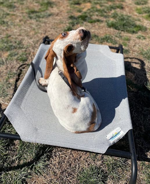 Dog on a cot learning the 'Place' command and working on Sit stability during a training session in Wendell, NC. Dog training in Wendell focuses on building focus, stability, and obedience through structured exercises like 'Place' and Sit.