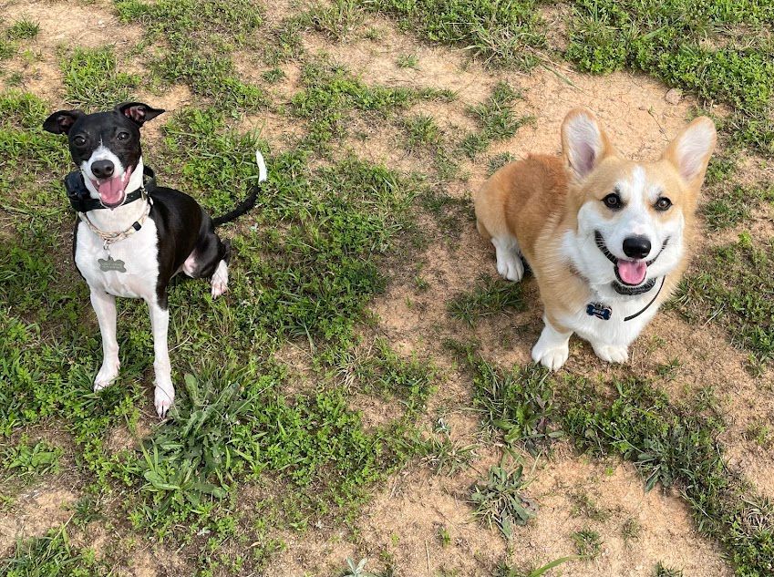 Two dogs working on commands like Sit stability around each other during a training session in Wendell, NC. Dog training in Wendell helps dogs strengthen their focus, stability, and obedience while working alongside other dogs in a distraction-free environment.