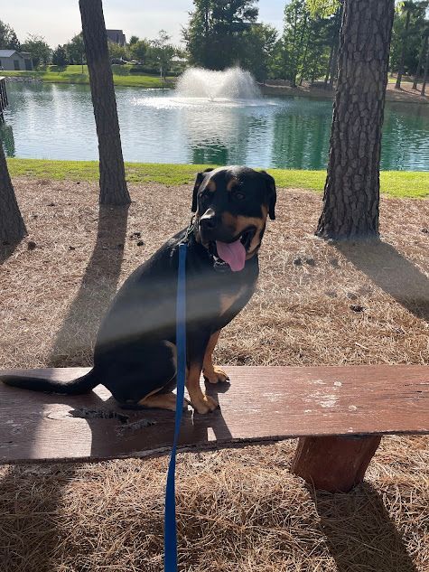 Dog practicing Place in a busy residential community at Wendell Falls, NC, focusing on obedience and stability in a dynamic environment. Dog training at Wendell Falls helps dogs maintain good behavior and composure around distractions like neighbors, pets, and traffic.