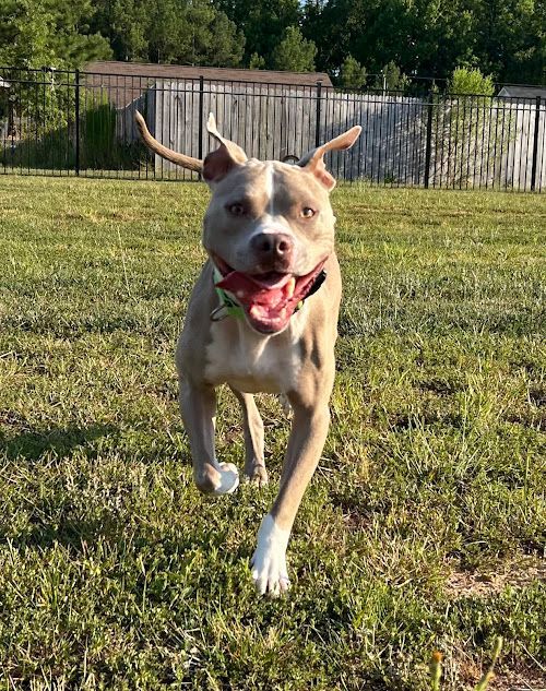 Dog back for boarding in Raleigh, NC, refreshing his off-leash recall at a local park. Dog training in Raleigh helps dogs strengthen their off-leash skills, ensuring reliable recall and obedience in outdoor settings with distractions.