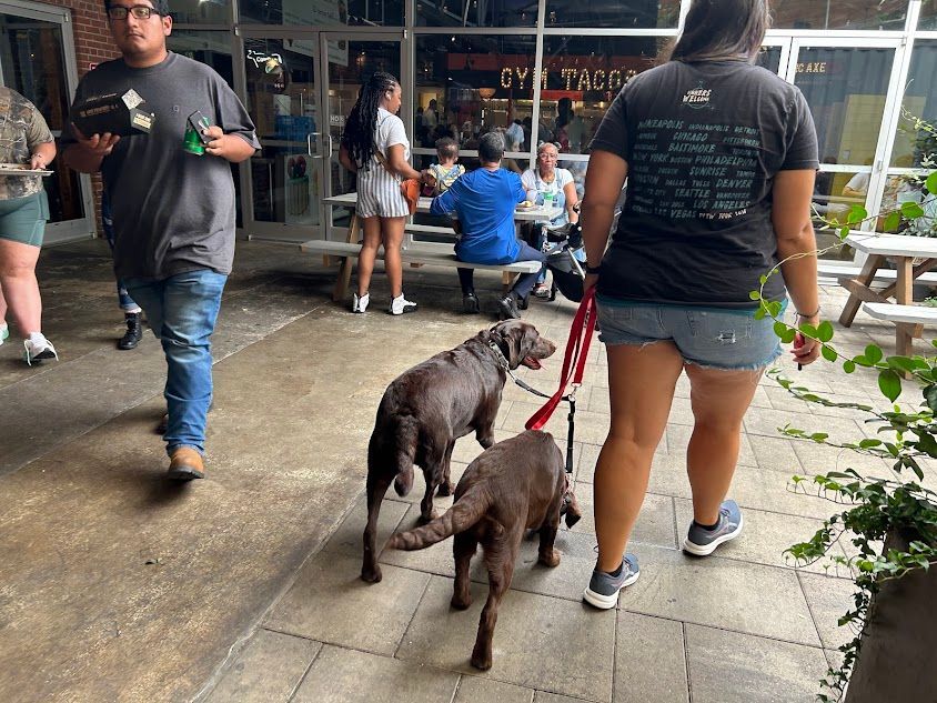 Trainer working dual Heel with two dogs in public at Morgan Street Food Hall in Raleigh, NC, practicing obedience in a bustling urban environment. Dog training in Raleigh focuses on improving leash manners, focus, and control around distractions in busy public settings like food halls.