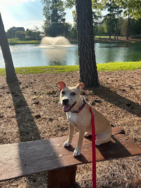 Dog Placing on a bench by a pond, practicing commands in a busy housing community at Wendell Falls, NC. Dog training at Wendell Falls helps dogs improve focus, obedience, and stability in dynamic environments, such as residential areas with various distractions.