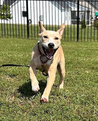 Dog enjoying playtime in between training sessions, keeping training fun and engaging in Wendell, NC. Dog training in Wendell incorporates play and positive reinforcement to ensure a balanced, enjoyable learning experience for dogs.