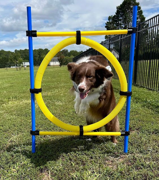 Dog jumping through an agility hoop during a fun and confidence-building training session in Wendell, NC. Dog training in Wendell incorporates agility exercises to improve confidence, focus, and physical coordination.