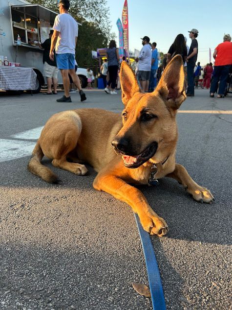 Dog practicing his Down duration at a busy street fair with live music in Clayton, NC, working on obedience in a high-distraction environment. Dog training in Clayton focuses on building focus, patience, and stability for dogs in noisy, crowded settings like street fairs and events.