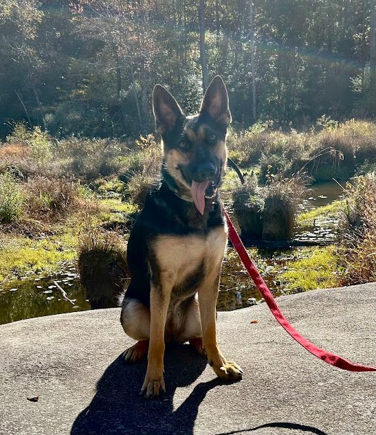 Dog enjoying scenic views while working on Sit stability during a trail hike at Turnipseed Nature Preserve in NC. Dog training at Turnipseed Nature Preserve helps dogs build focus and stability in natural environments, reinforcing obedience amidst outdoor distractions.