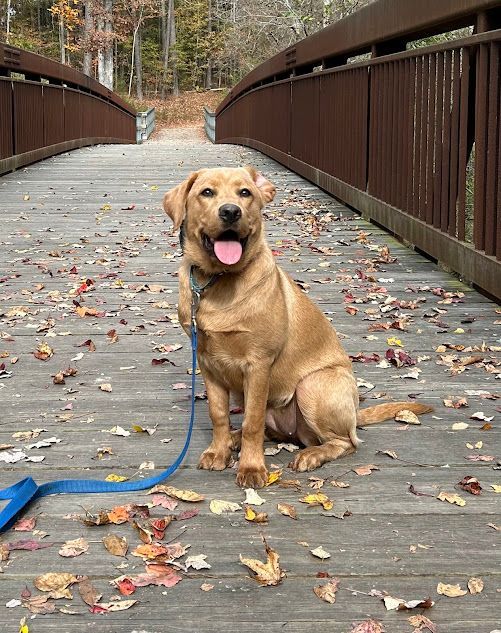 Dog holding a Sit command on a bridge during a trail hike at Turnipseed Nature Preserve, working on stability and focus in a natural setting. Dog training at Turnipseed Nature Preserve in NC enhances obedience and stability around outdoor distractions.
