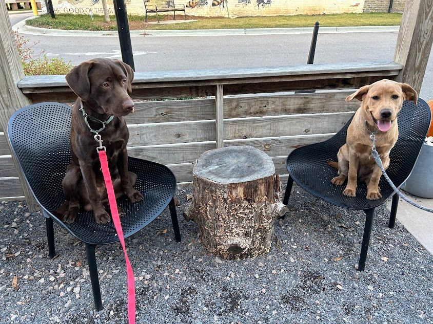 Two dogs practicing commands like Place around the local Bearded Bee Brewing Company in Wendell, NC, working on obedience in a public setting. Dog training in Wendell helps dogs stay focused and well-behaved around distractions in busy environments like breweries.