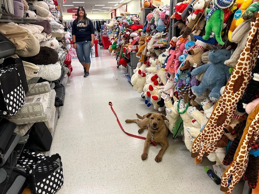 Dog practicing Down stability in the dog toy aisle at TJ Maxx in Knightdale, NC, working on obedience in a busy retail environment. Dog training in Knightdale helps dogs improve focus and stability around distractions, ensuring good behavior in public settings like stores.
