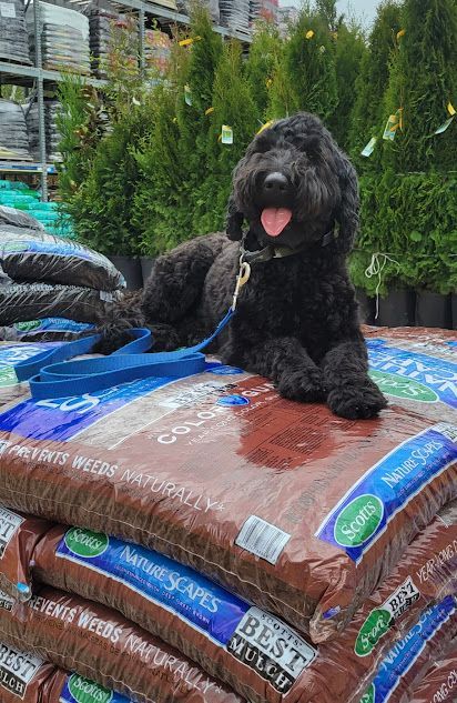 Dog Placing on bags of mulch in the Lowe's garden center in Knightdale, NC, reinforcing stability, confidence, and body management in a busy environment. Dog training in Knightdale helps dogs improve focus and control around distractions, ensuring good behavior in real-world settings like garden centers.