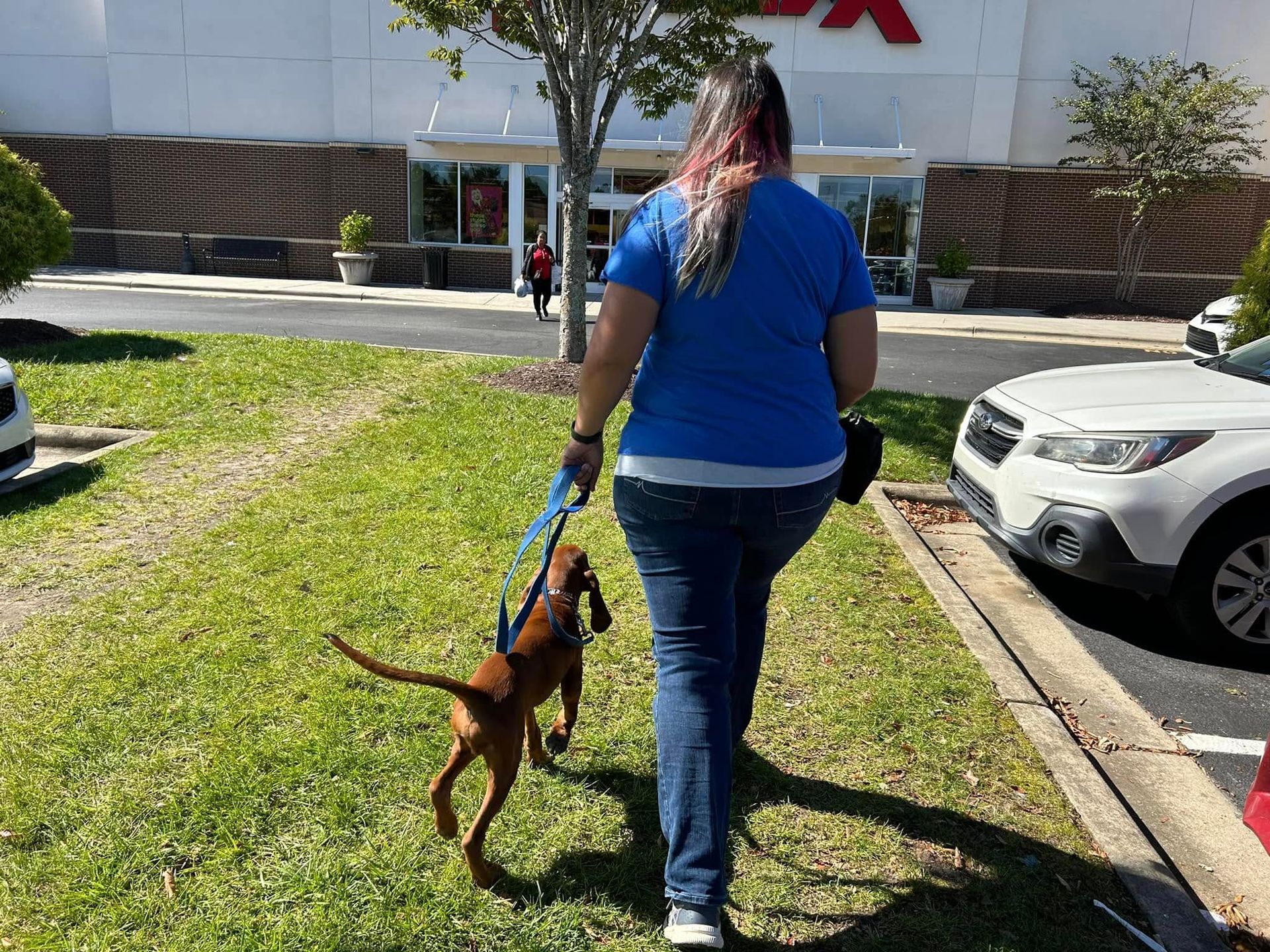 Dog walking towards TJ Maxx in Knightdale, NC, practicing commands in a busy public setting. Dog training in Knightdale helps dogs improve focus, obedience, and behavior around distractions in real-world environments like retail stores.
