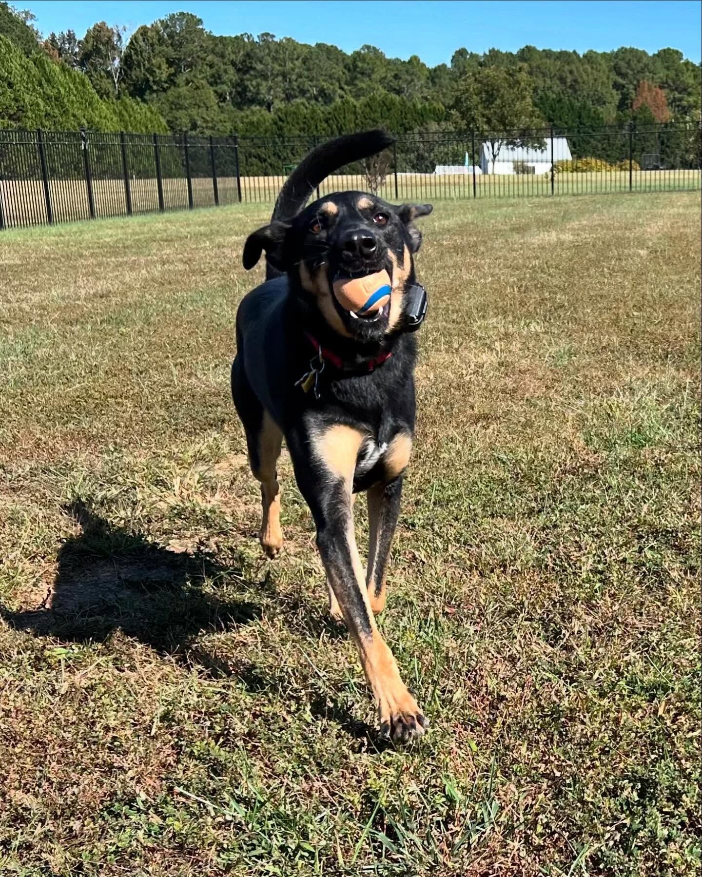 Dog back for boarding in Wendell, NC, refreshing her commands while playing a game of fetch. Dog training in Wendell helps dogs maintain and reinforce obedience skills like recall and focus, making training fun and engaging during boarding.