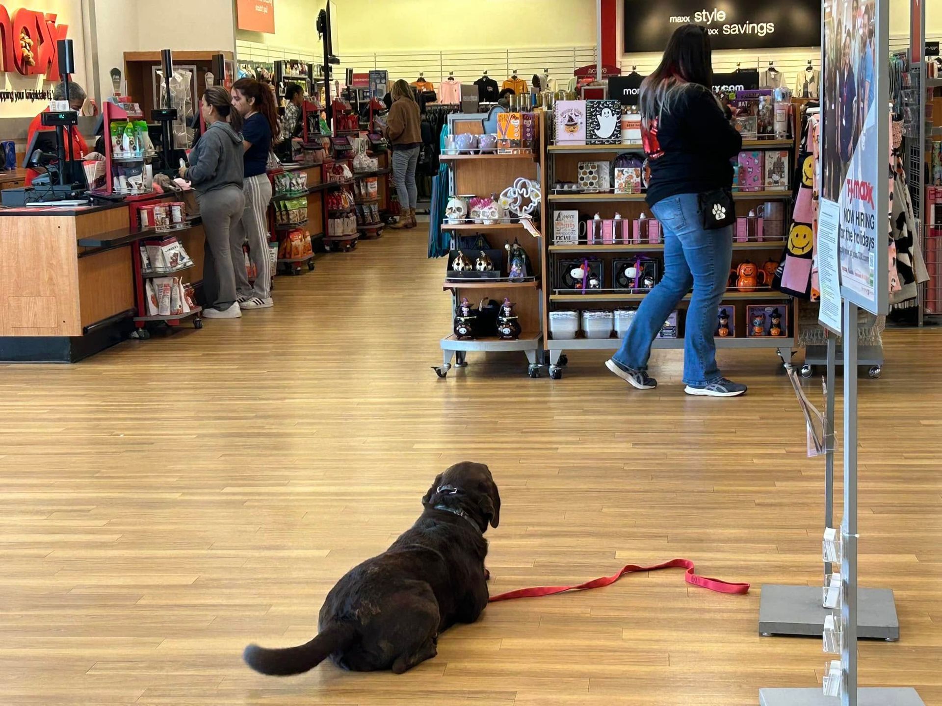 Dog working on Down stability at the entrance of TJ Maxx in Knightdale, NC, practicing obedience in a busy retail setting. Dog training in Knightdale focuses on enhancing stability and focus around distractions in public environments like store entrances.