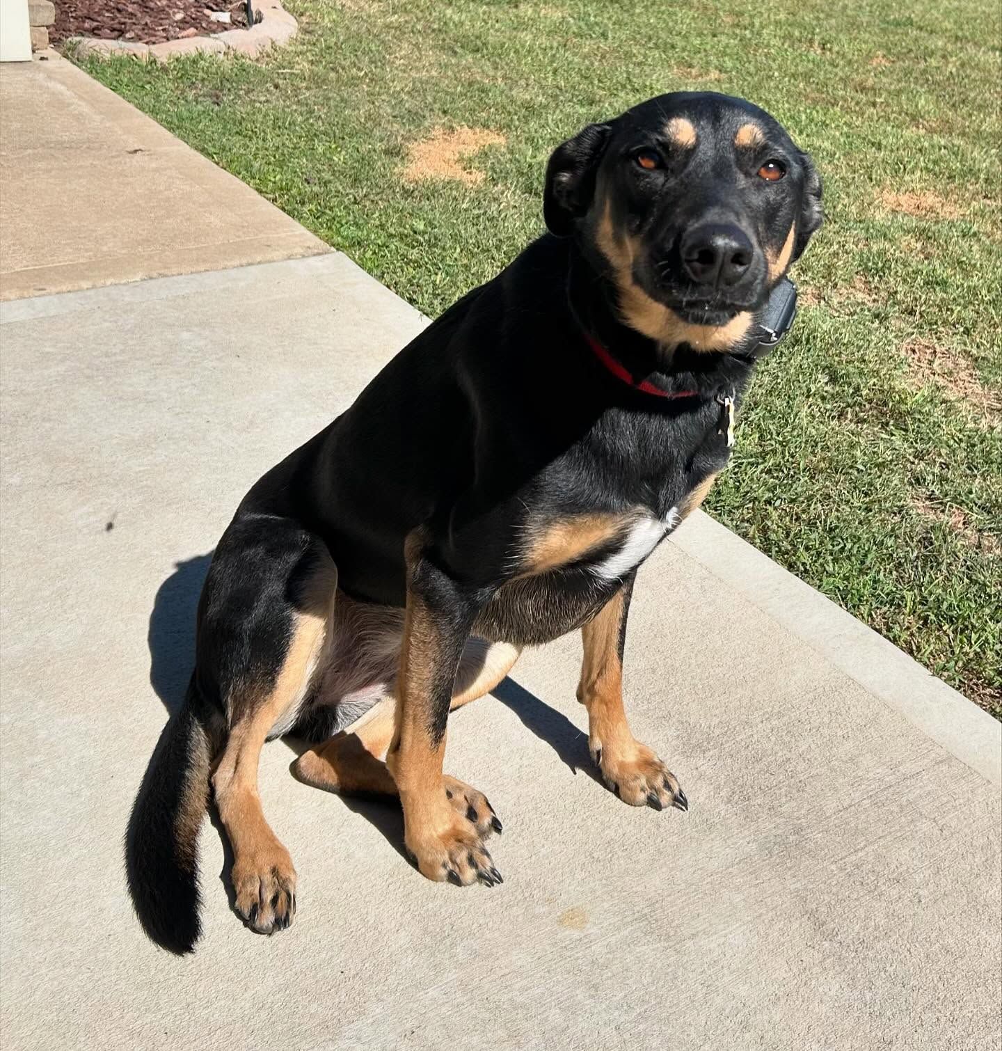 Dog back for boarding in Wendell, NC, refreshing her Sit stability before enjoying some playtime. Dog training in Wendell focuses on reinforcing obedience skills like Sit stability, ensuring dogs stay sharp while having fun during their boarding experience.