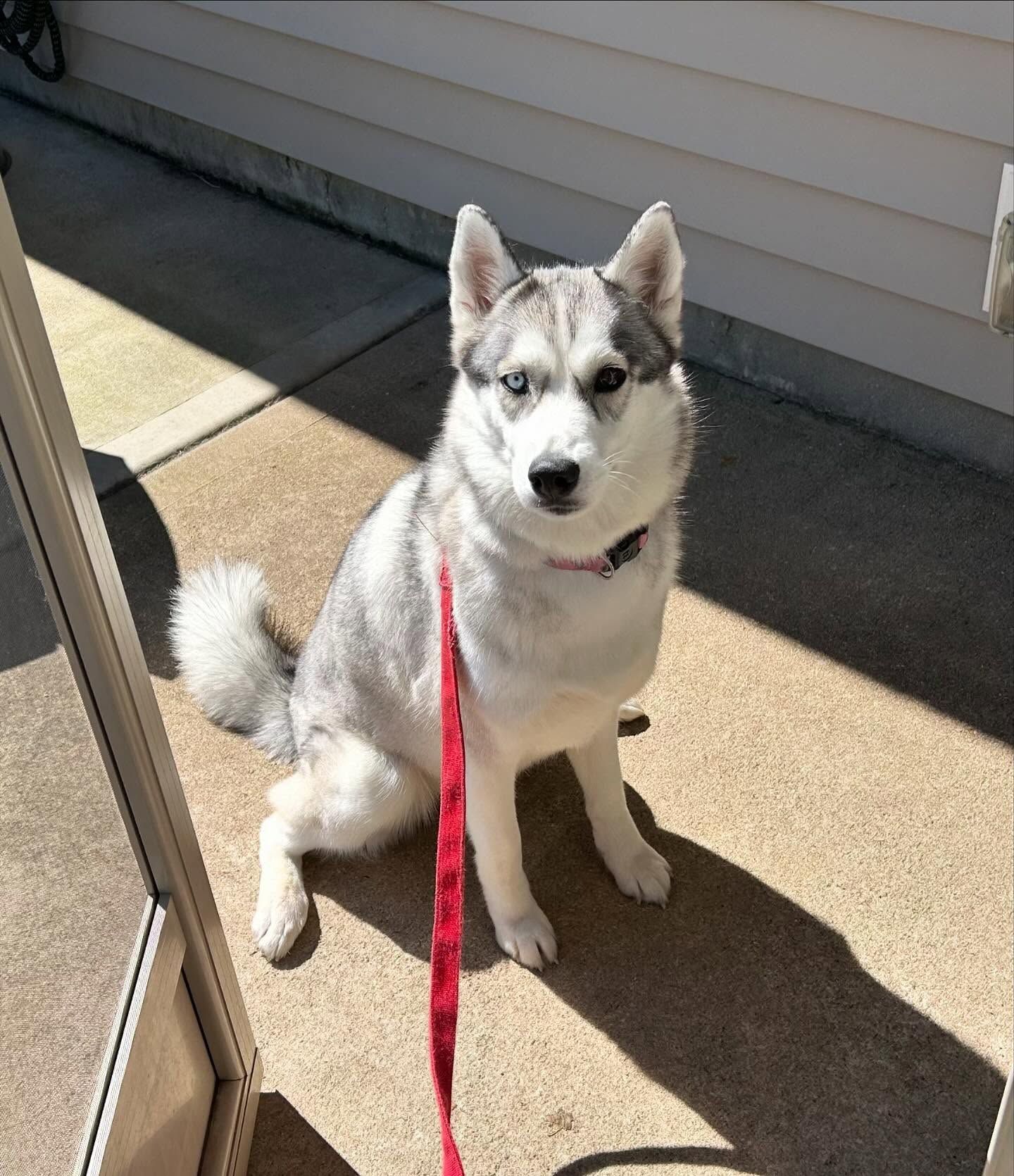 Dog returning for boarding at a training facility in Wendell, NC, refreshing commands like door manners. Dog training in Wendell helps dogs maintain and reinforce obedience skills, such as proper behavior at doorways, while in a structured boarding environment.