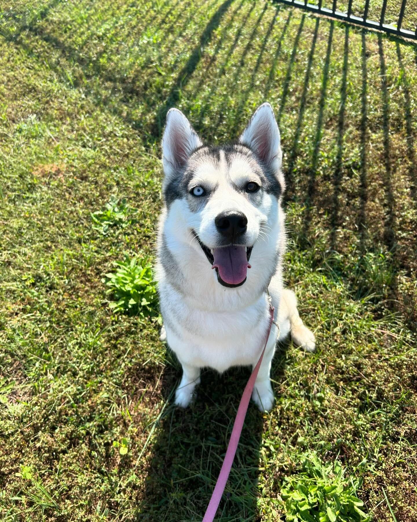 Dog back for boarding in Wendell, NC, refreshing her Sit stability before enjoying some playtime. Dog training in Wendell focuses on reinforcing obedience skills like Sit stability, ensuring dogs stay sharp while having fun during their boarding experience.