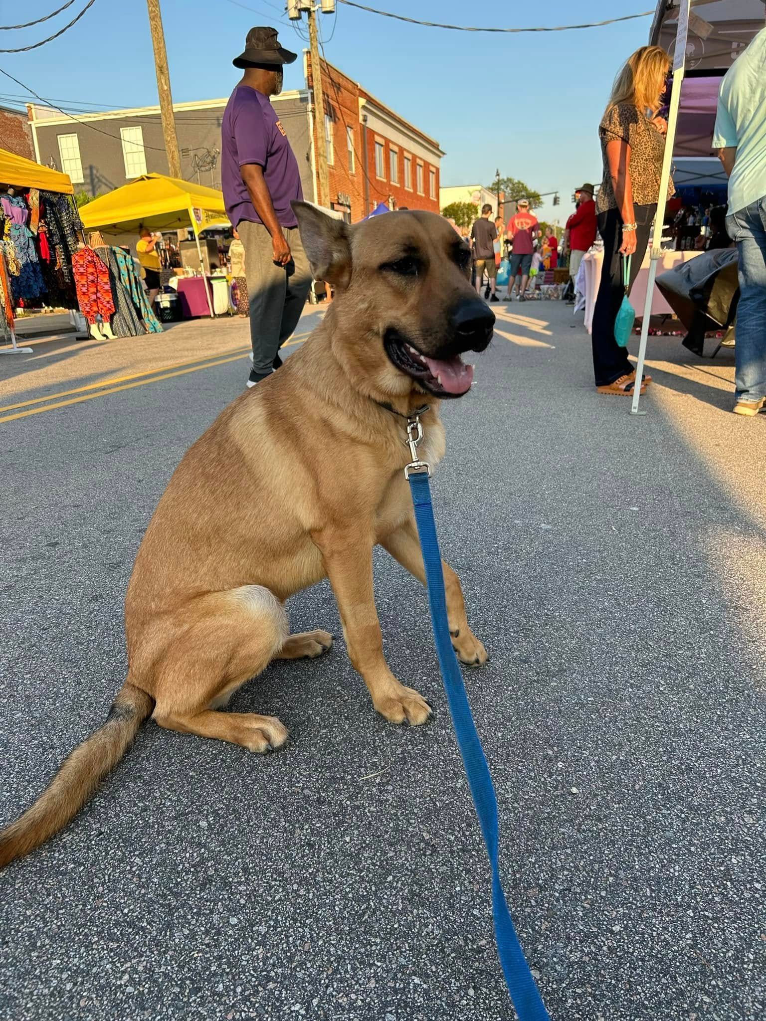 Dog working on obedience skills at a local street fair in Wendell, NC, practicing commands amidst crowds and distractions. Dog training in Wendell helps dogs strengthen focus, obedience, and behavior in busy public environments like street fairs.