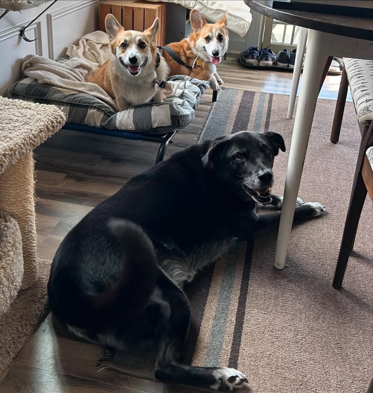 Two corgis refreshing the Place command around another dog working on Down during a training session in Wendell, NC. Dog training in Wendell focuses on improving obedience, focus, and stability for multiple dogs in diverse training scenarios.