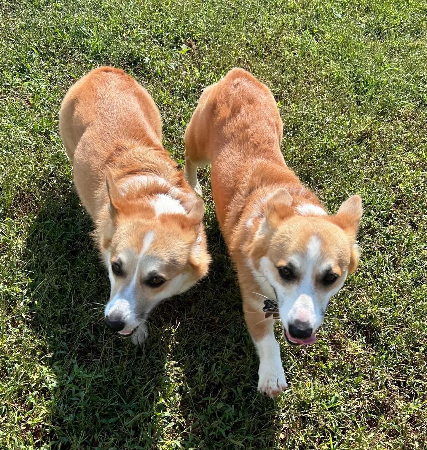 Two corgis practicing recall at the same time during a dog training session in Wendell, NC. Dog training in Wendell focuses on improving recall, obedience, and communication with multiple dogs in real-world settings.