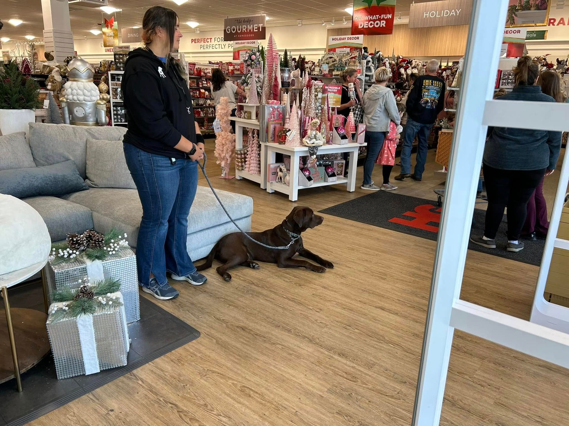Dog working on Down stability at Home Goods in Knightdale, NC, practicing obedience in a busy public environment. Dog training in Knightdale helps dogs build focus and calmness in challenging locations, improving behavior in real-world settings.
