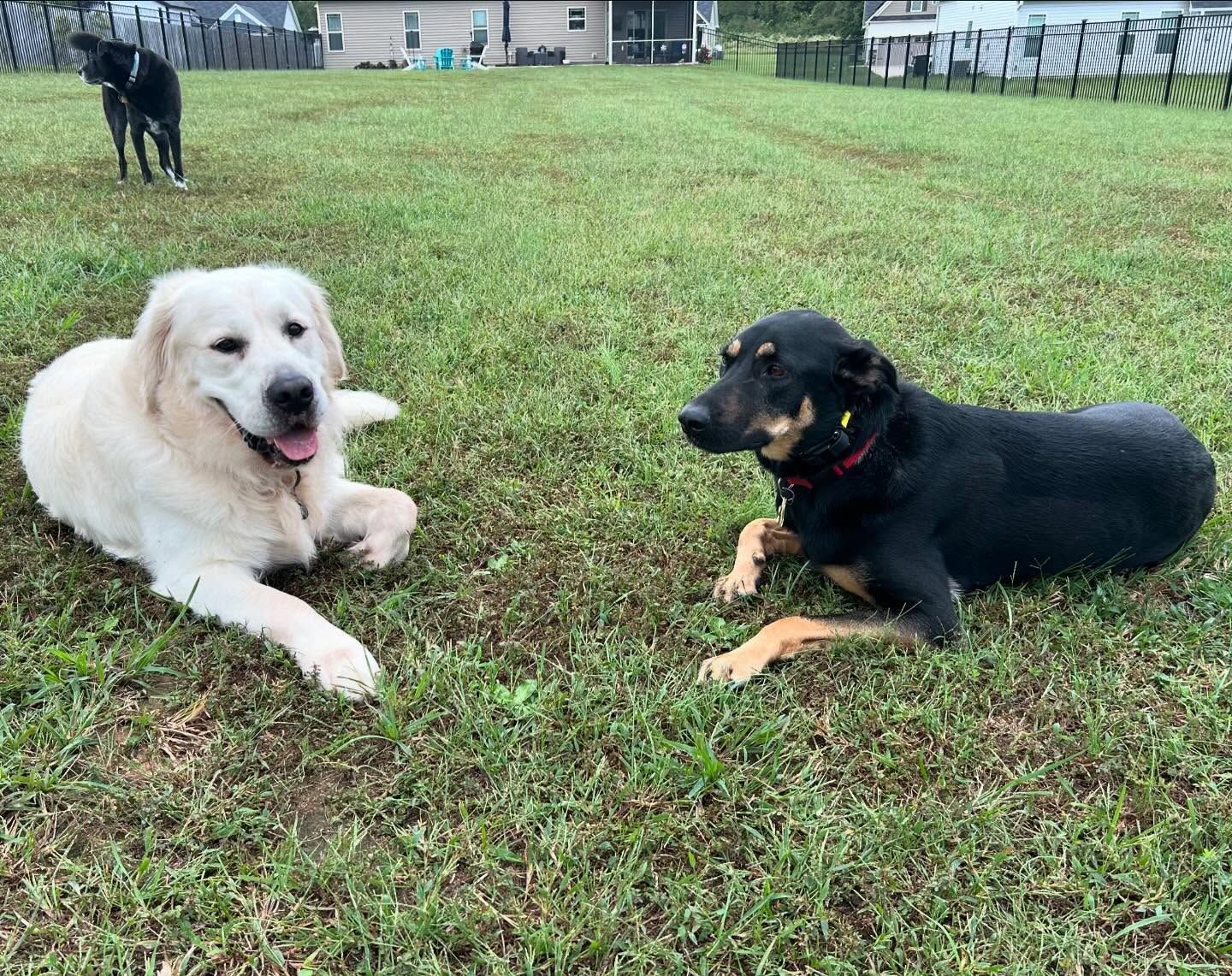 Two dogs back for boarding in Wendell, NC, refreshing their Down commands while working around each other. Dog training in Wendell focuses on reinforcing obedience skills like Down, ensuring dogs maintain focus and good behavior during their boarding stay.