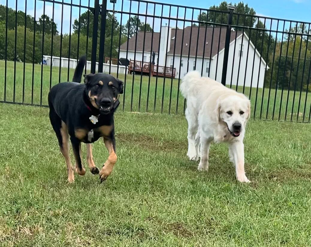 Two dogs back for boarding in Wendell, NC, refreshing their recall commands around each other to keep their skills sharp amid dog distractions. Dog training in Wendell focuses on reinforcing recall and obedience, ensuring dogs stay focused and responsive in social settings.
