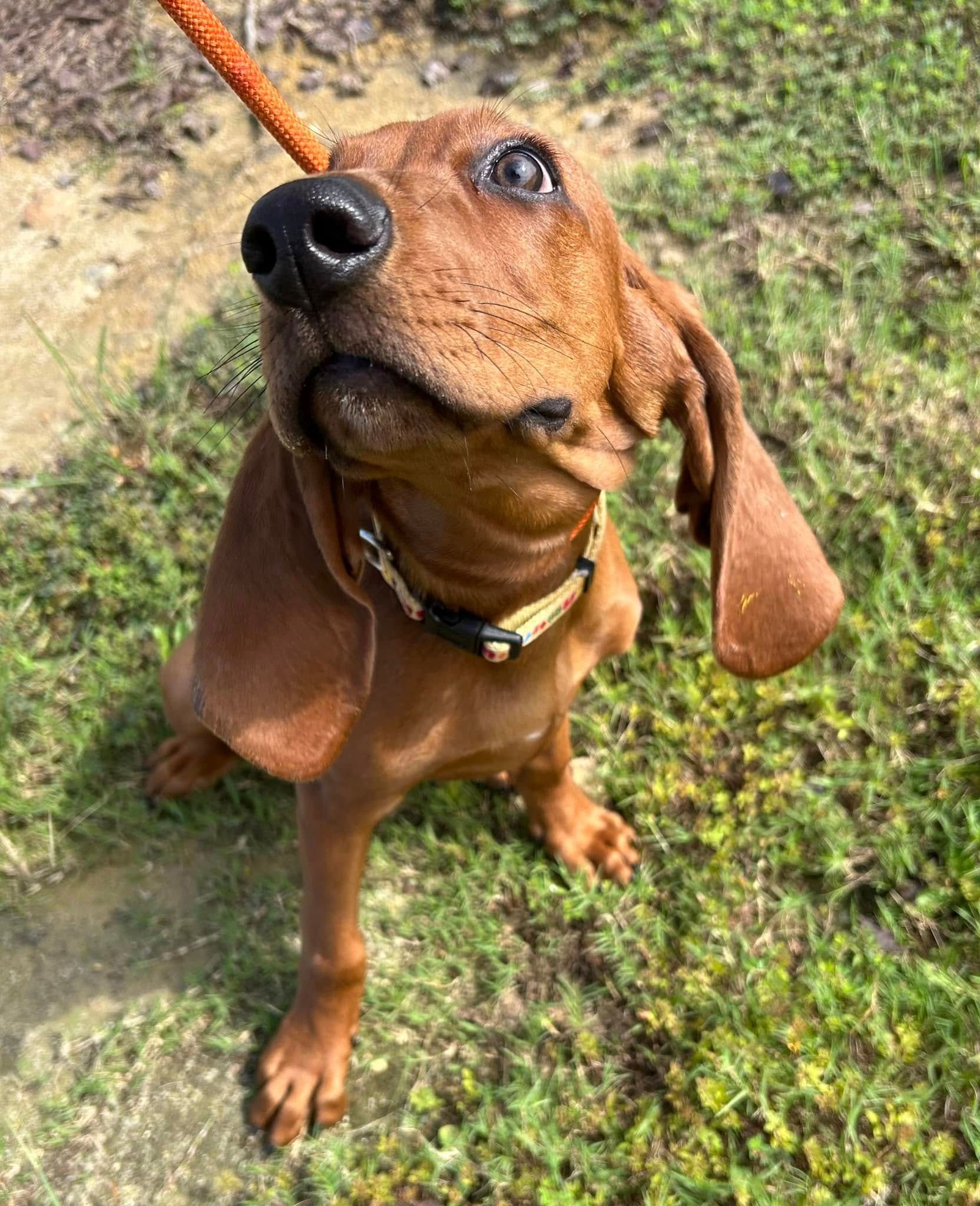 Dog learning the Sit command and practicing Sit stability during a training session in Wendell, NC. Dog training in Wendell focuses on building strong obedience skills, improving focus, and enhancing stability for a well-rounded dog.