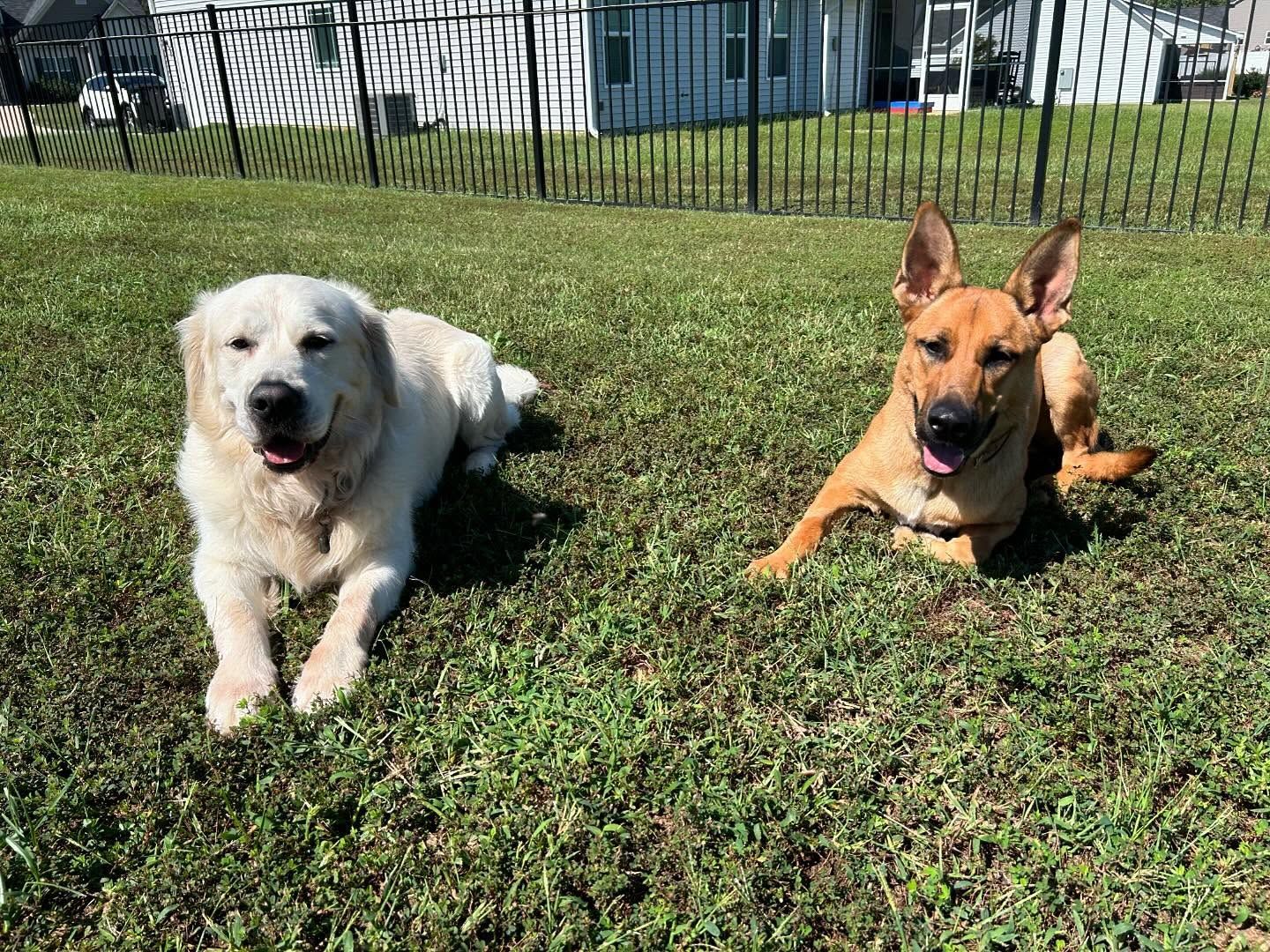 Two dogs back for boarding in Wendell, NC, refreshing their Down stability around each other. Dog training in Wendell helps dogs reinforce obedience skills like Down stability, ensuring they stay focused and well-behaved in a variety of settings, including during boarding.