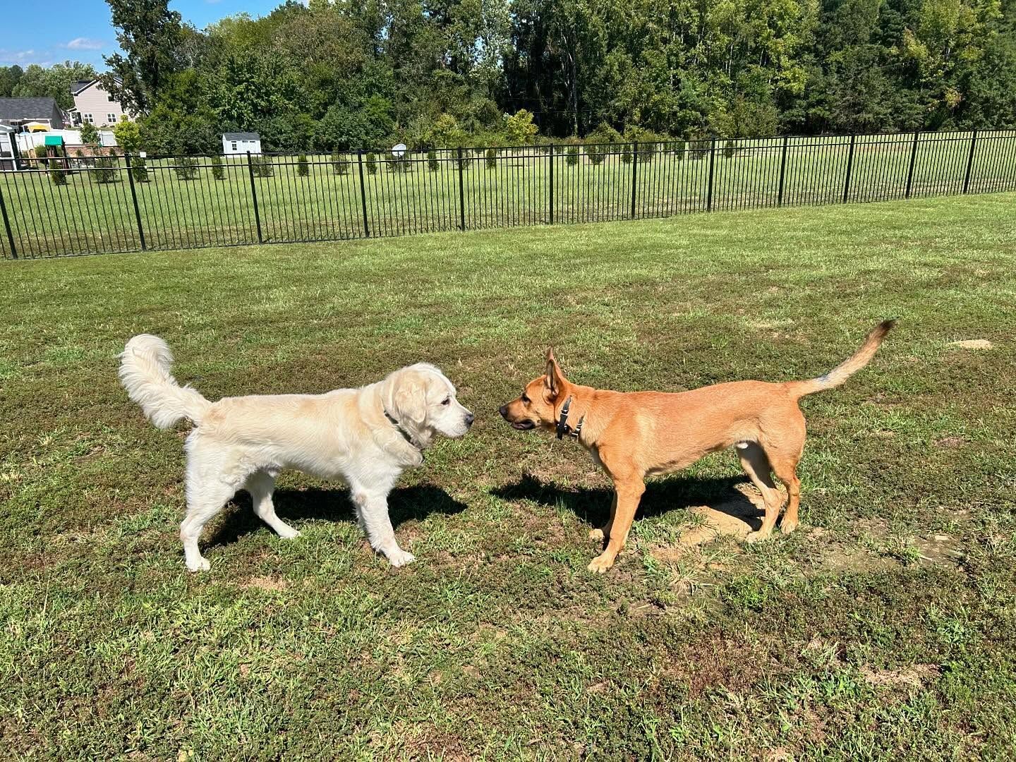 Two dogs back for boarding in Wendell, NC, nicely greeting each other before playing together. Dog training in Wendell promotes socialization, positive interactions, and reinforced obedience skills while dogs enjoy their time during boarding.